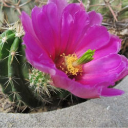 Echinocereus enneacanthus subsp. brevispinus (Strawberry Cactus)