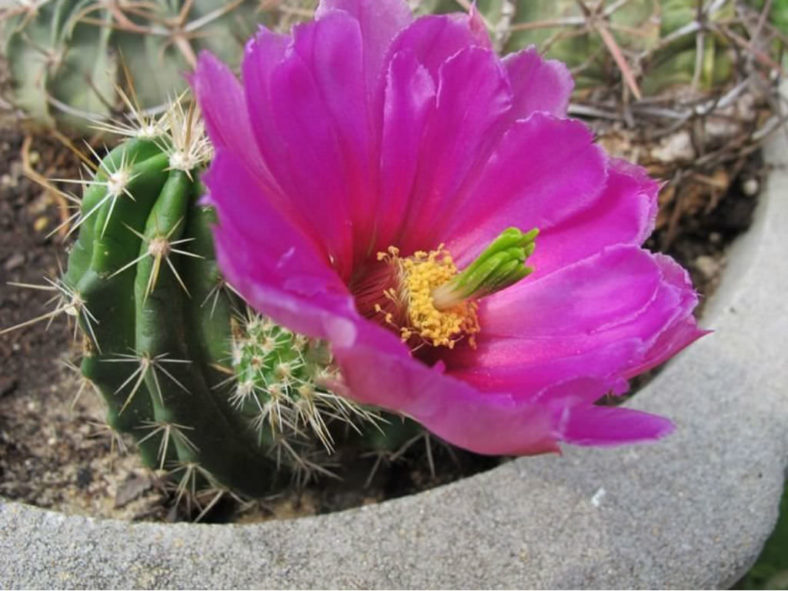 Echinocereus enneacanthus var. brevispinus (Strawberry Cactus)