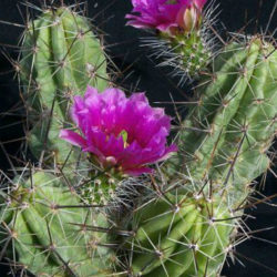 Echinocereus enneacanthus subsp. brevispinus (Strawberry Cactus)