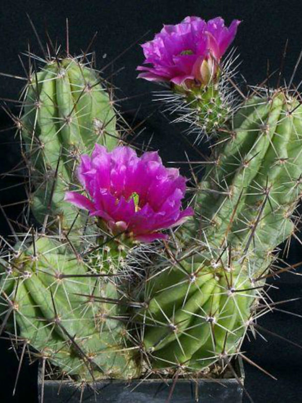 Echinocereus enneacanthus var. brevispinus (Strawberry Cactus)