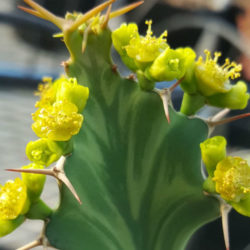 Euphorbia buruana