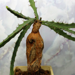 Euphorbia buruana