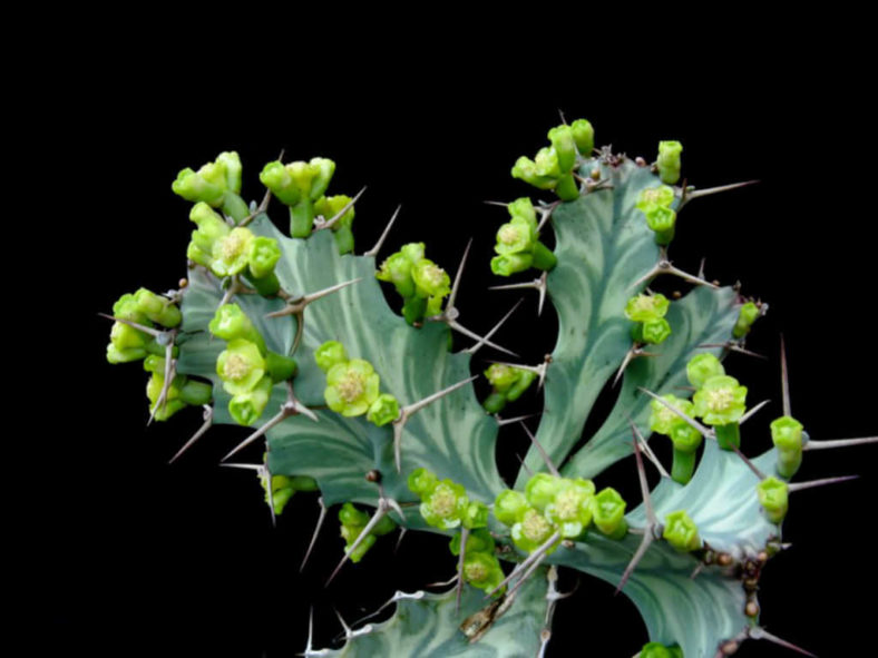 Euphorbia buruana