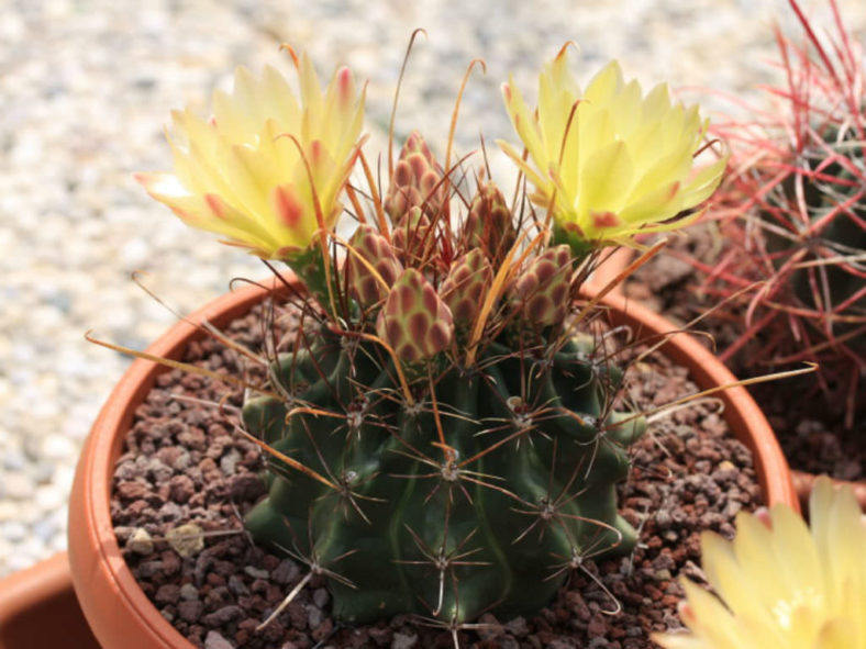 Ferocactus hamatacanthus subsp. sinuatus (Mexican Fruit Cactus)