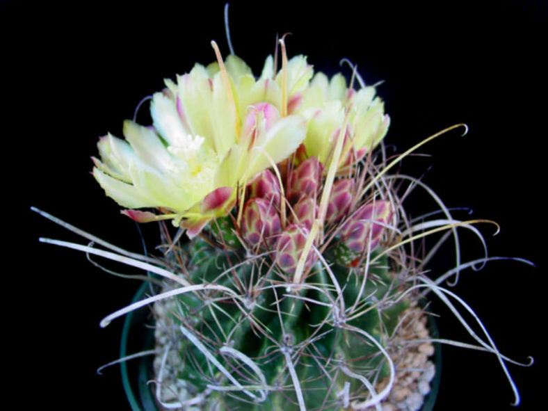 Ferocactus hamatacanthus subsp. sinuatus (Mexican Fruit Cactus)