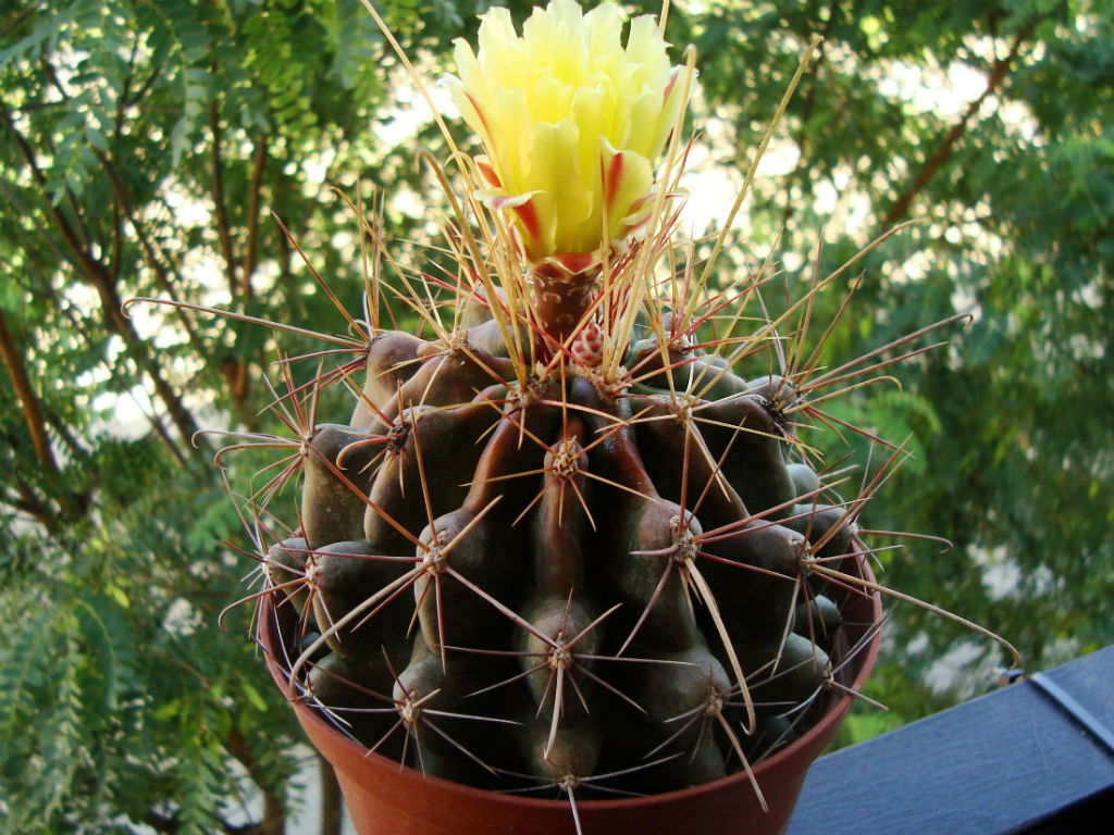 Ferocactus hamatacanthus subsp. sinuatus (Mexican Fruit Cactus)