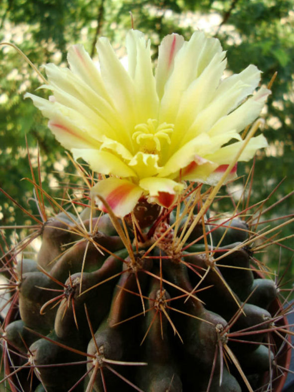 Ferocactus hamatacanthus subsp. sinuatus (Mexican Fruit Cactus)