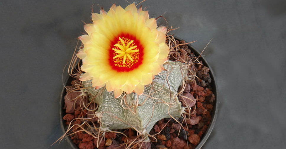 How to Grow and Care for a Goat's Horn Cactus World of Succulents