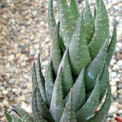 Haworthiopsis coarctata f. greenii aka Haworthia coarctata f. greenii