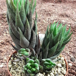 Haworthiopsis coarctata f. greenii aka Haworthia coarctata f. greenii