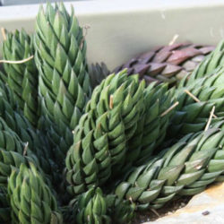 Haworthiopsis coarctata f. greenii aka Haworthia coarctata f. greenii