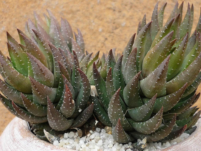 Haworthiopsis coarctata f. greenii aka Haworthia coarctata f. greenii