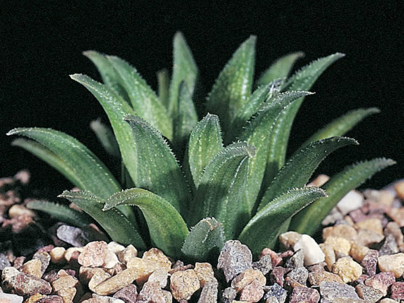 Haworthia floribunda var. dentata