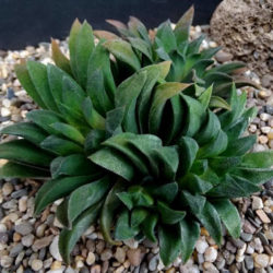 Haworthia floribunda var. dentata
