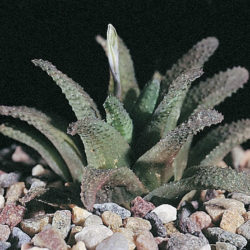 Haworthia floribunda var. dentata