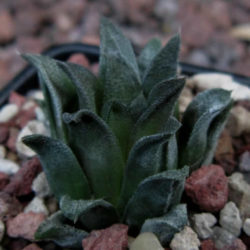 Haworthia floribunda var. dentata