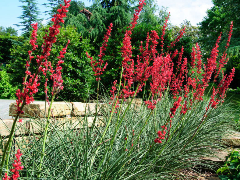 Hesperaloe parviflora 'Brakelights' (Brakelights Red Yucca)