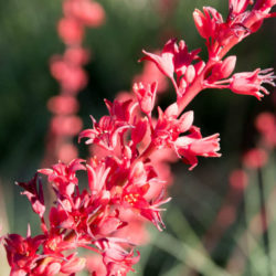 Hesperaloe parviflora 'Brakelights' (Brakelights Red Yucca)