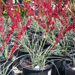Hesperaloe parviflora 'Brakelights' (Brakelights Red Yucca)