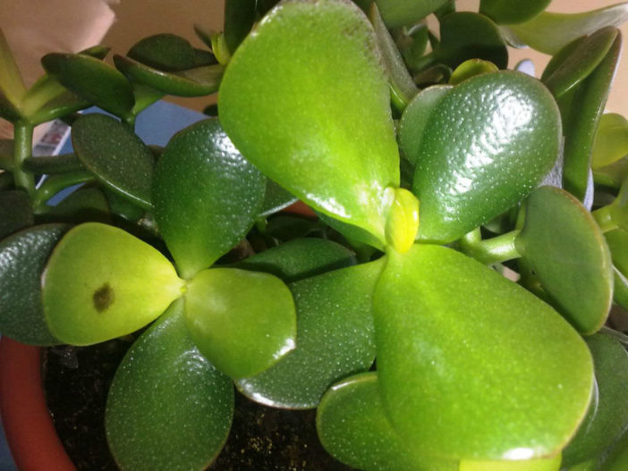 Why are the Leaves Falling Off My Jade Plant? - World of Succulents