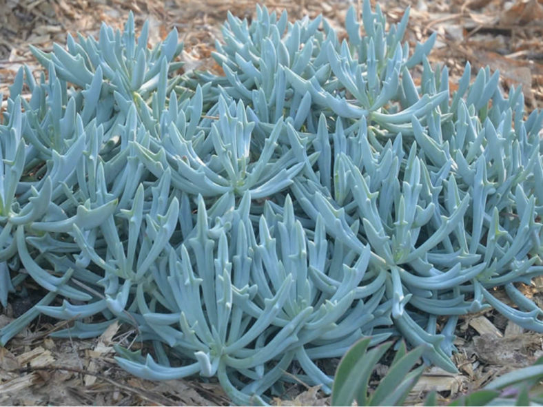 Curio 'Trident Blue' aka Senecio 'Trident Blue' or Kleinia 'Trident Blue'