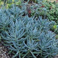Curio 'Trident Blue' aka Senecio 'Trident Blue' or Kleinia 'Trident Blue'