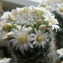 Mammillaria zeilmanniana 'Albiflora'