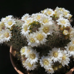 Mammillaria zeilmanniana 'Albiflora'