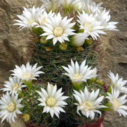 Mammillaria zeilmanniana 'Albiflora'