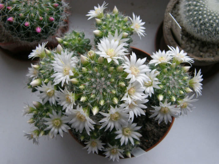 Mammillaria zeilmanniana 'Albiflora'