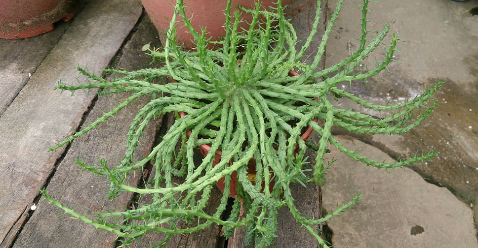 strimmel temperament ufuldstændig How to Grow and Care for a Medusa's Head - World of Succulents