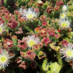 Mesembryanthemum crystallinum - World of Succulents