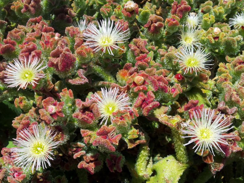 Mesembryanthemum crystallinum (Common Ice Plant)