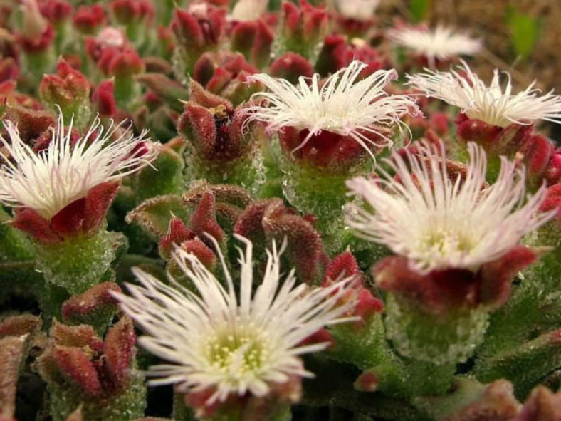 Mesembryanthemum crystallinum (Common Ice Plant)