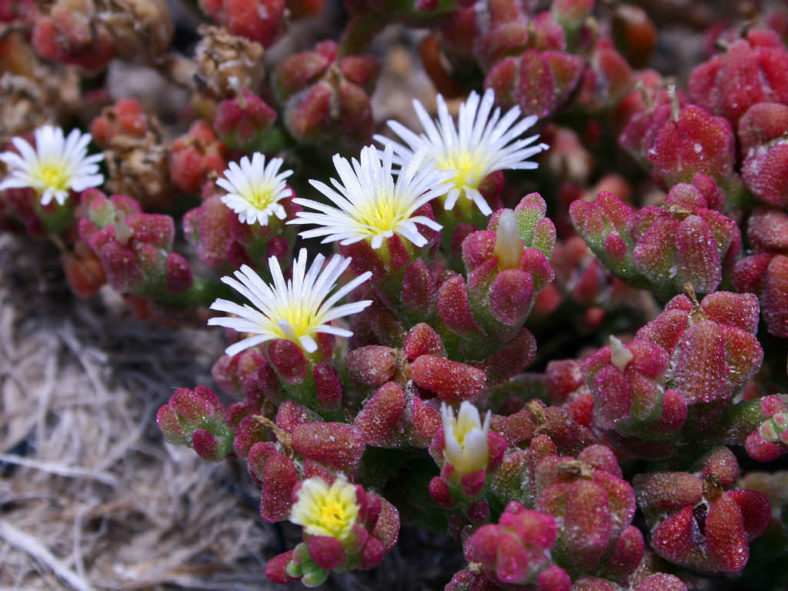 Mesembryanthemum crystallinum (Common Ice Plant)