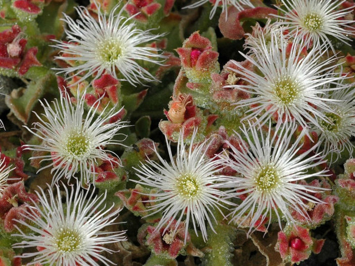 Mesembryanthemum crystallinum (Common Ice Plant)