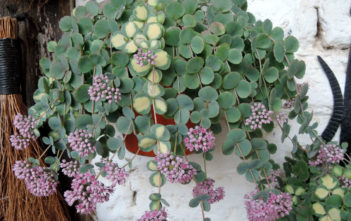 How Does a October Daphne Look in Winter? October Daphne