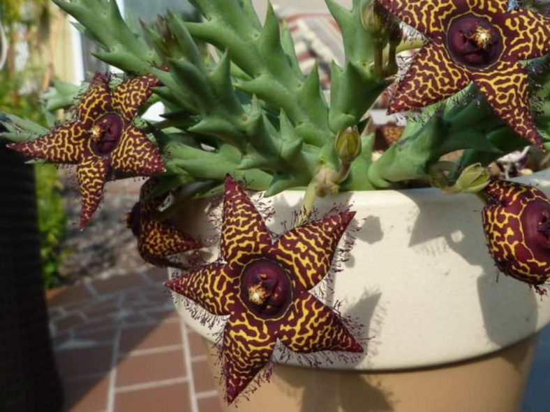 Orbea macloughlinii