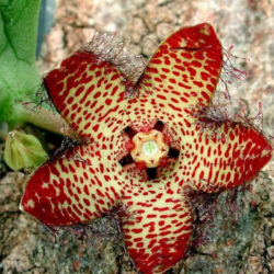 Orbea macloughlinii aka Orbea mcloughlinii, Ceropegia macloughlinii, or Ceropegia mcloughlinii