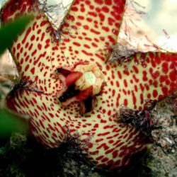 Orbea macloughlinii aka Orbea mcloughlinii, Ceropegia macloughlinii, or Ceropegia mcloughlinii