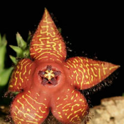 Orbea macloughlinii aka Orbea mcloughlinii, Ceropegia macloughlinii, or Ceropegia mcloughlinii