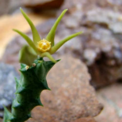 Orbea wissmannii subsp. parviloba aka Orbea parviloba or Ceropegia wissmannii subsp. parviloba