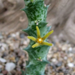 Orbea wissmannii subsp. parviloba aka Orbea parviloba or Ceropegia wissmannii subsp. parviloba