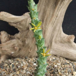 Orbea wissmannii subsp. parviloba aka Orbea parviloba or Ceropegia wissmannii subsp. parviloba