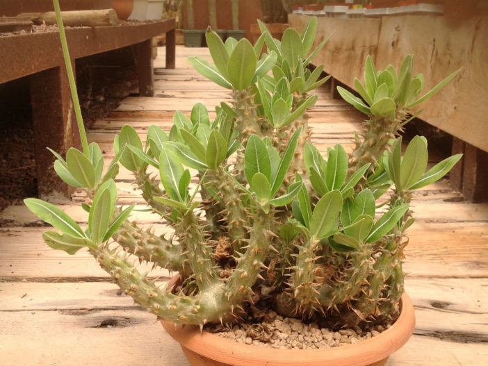 Pachypodium horombense (Horombe Clubfoot)