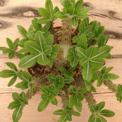 Pachypodium horombense (Horombe Clubfoot)