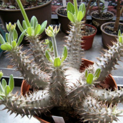 Pachypodium horombense (Horombe Clubfoot)