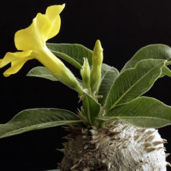 Pachypodium horombense (Horombe Clubfoot)