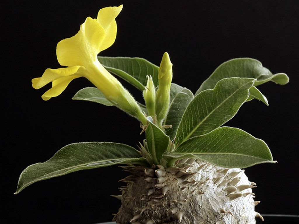 Pachypodium horombense (Horombe Clubfoot) | World of Succulents