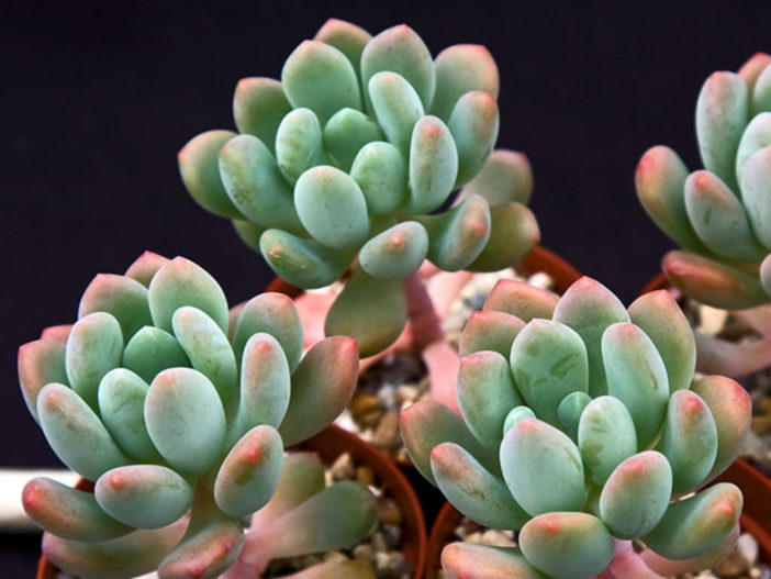 ×Pachyveria 'Clavifolia' (Jeweled Crown)